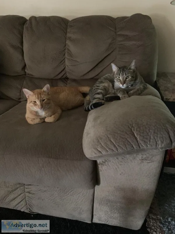 Brother and Sister Tabby&rsquos