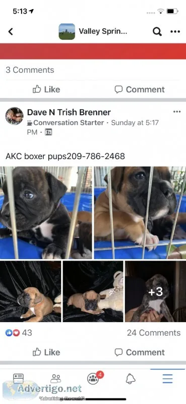 AKC Boxer puppiesGerman Bloodlineand Excellent Pedegree