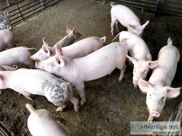 Perfect pigs for BBQING or cochon de lait