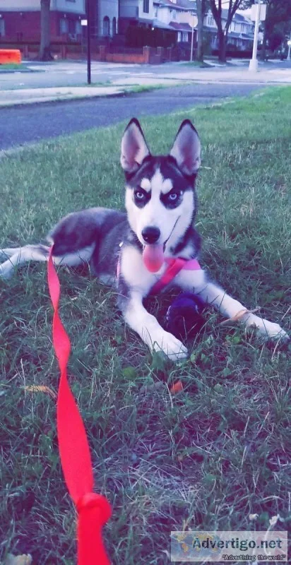 TitleSiberian Husky Puppy 5 months old Needs New Home