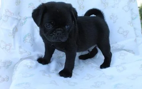 Pug puppies Black and FawnHealthydeworme d and Microchipped pups