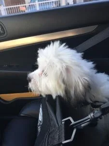 5 Month White Coton de Tulear wblack ear