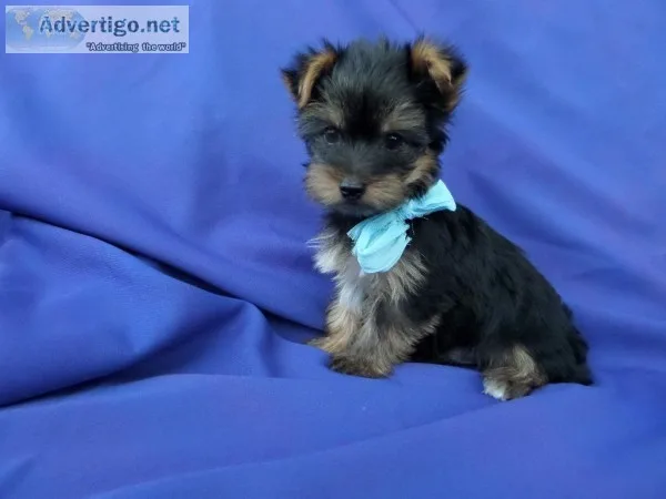 Loving Yorkie Puppies