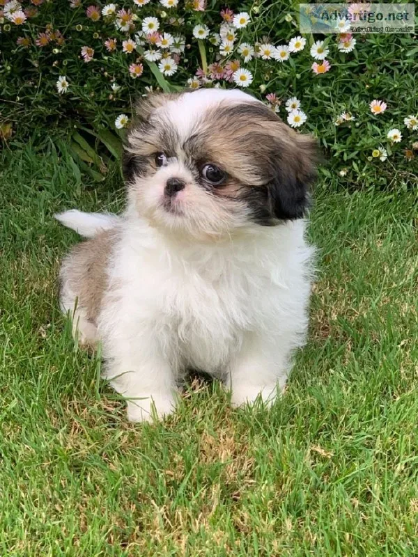 Lulu-Shih tzu pup
