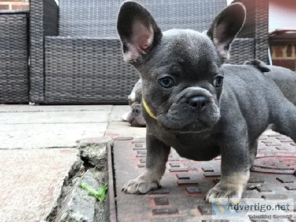 &cent&cent&cent&c entRehoming Wonderful Loving french bulldog pu