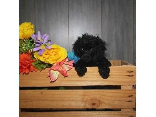 Toy Poodles