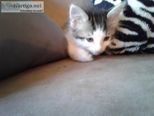 Free kittens