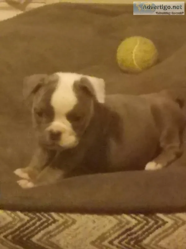 11 week old blue trindle female olde english bulldogge puppy ava