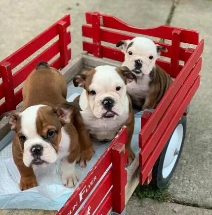 English Bulldog Puupies