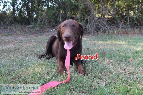 Chocolate Lab - Jewel