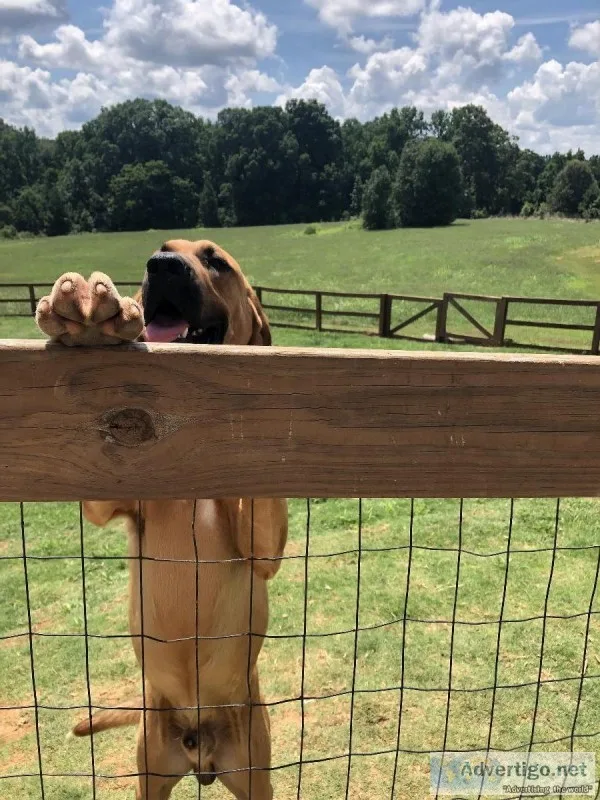 Need to find home in 2 weeks for 2 bloodhounds