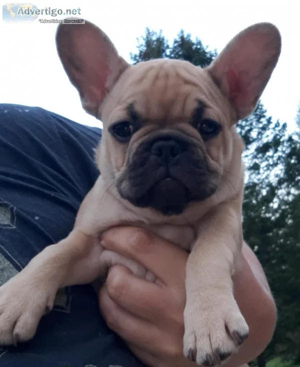 French bulldog AKC registered  female