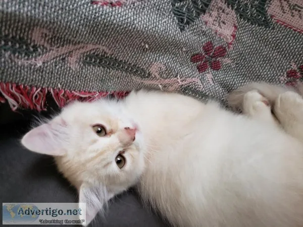 Beige Turkish angora kitten