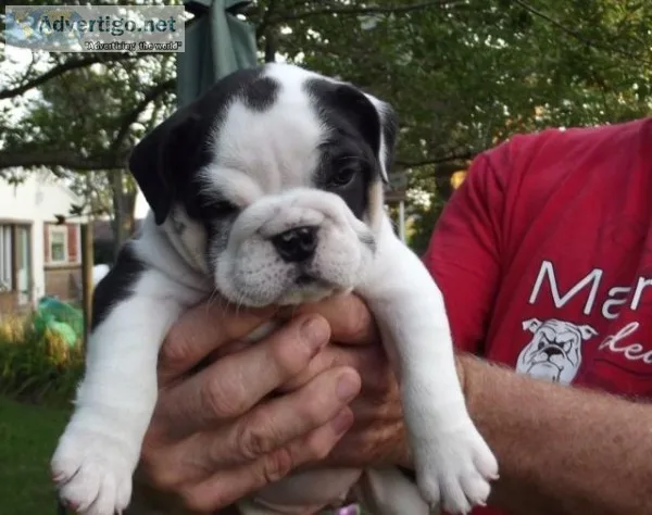 english bulldog puppies