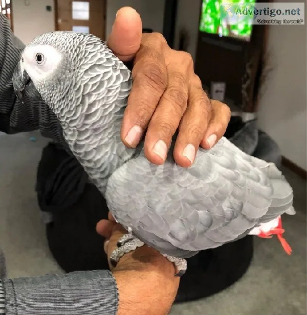 Baby African Grey Parrot.
