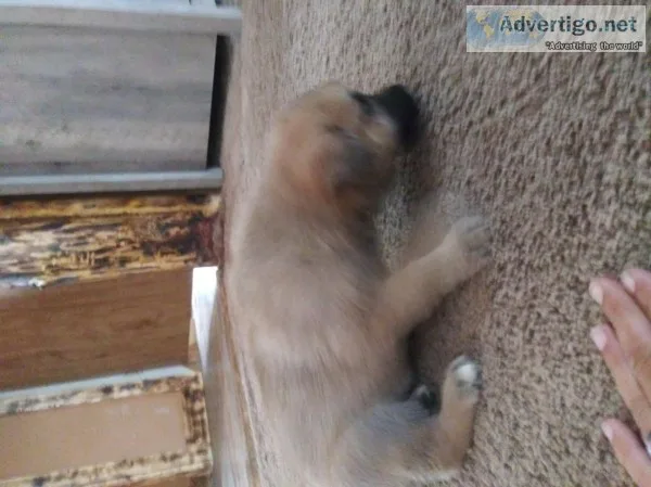 Golden shepard puppies