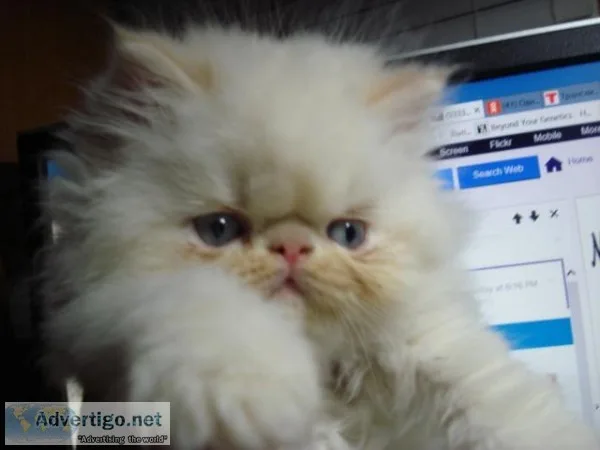 2 month old persian kitten