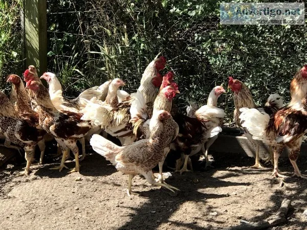 Red white laced Cornish flock