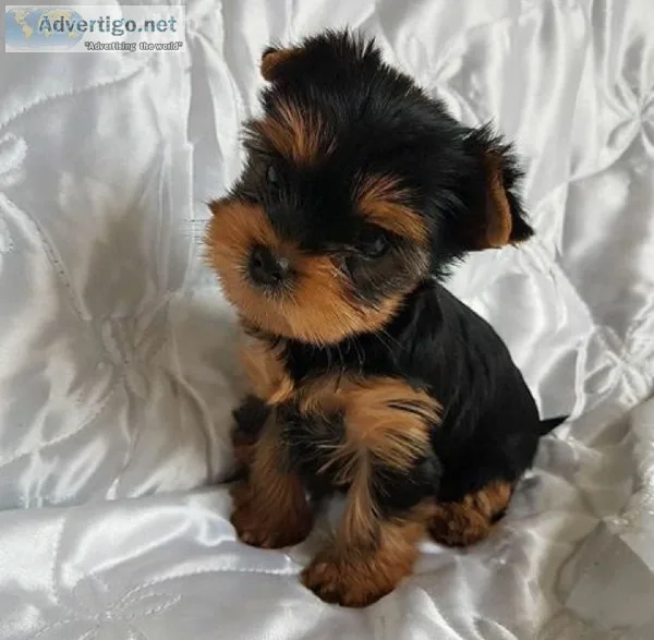 Adorable teacupyorkie