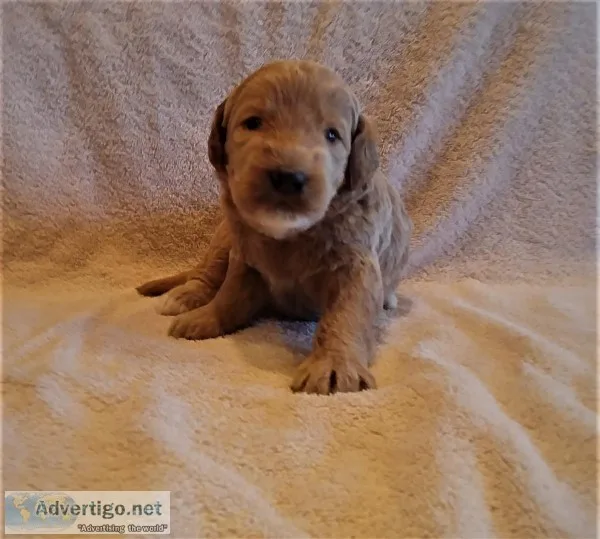 Labradoodle Puppies (F1B)