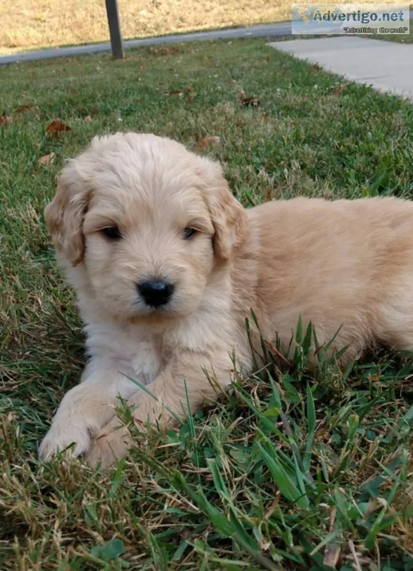 Goldendoodle puppies