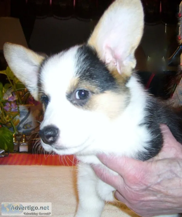 Beautiful Purebred Pembroke Corgi