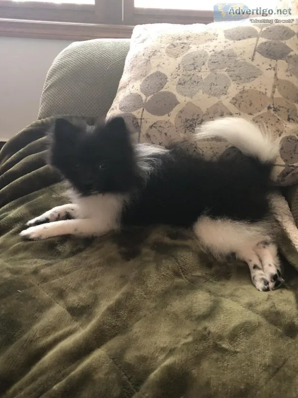 4month old female Pomeranian