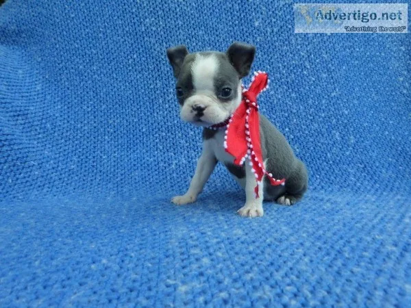 Boston Terrier