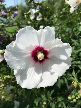 Rose of Sharon Mixed