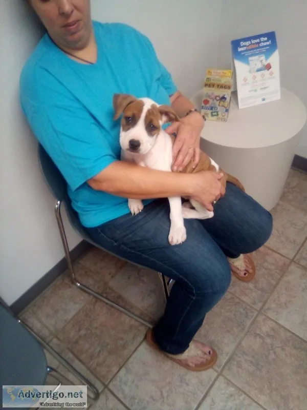 9 week old pitbull pups