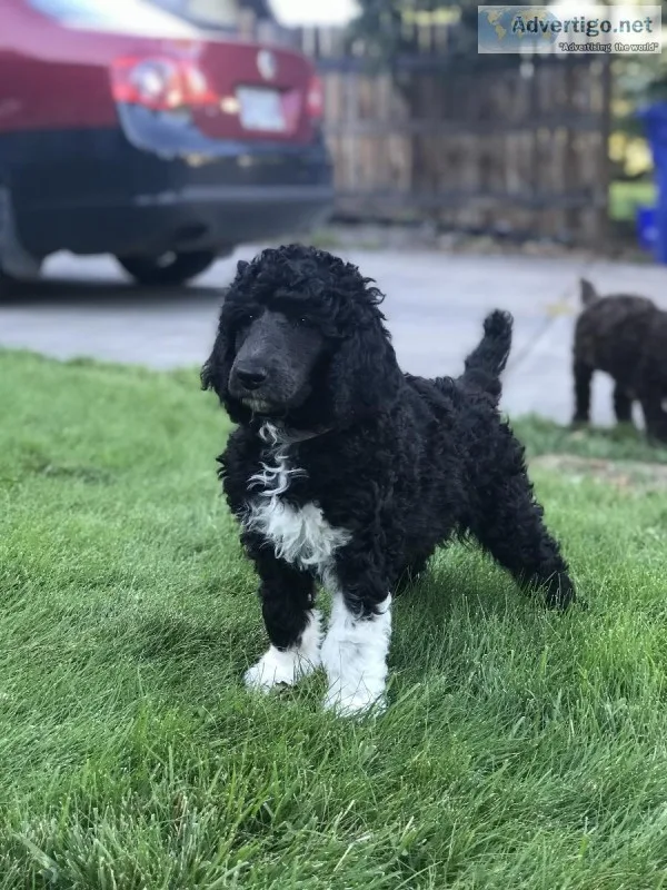 Standard Poodle puppies