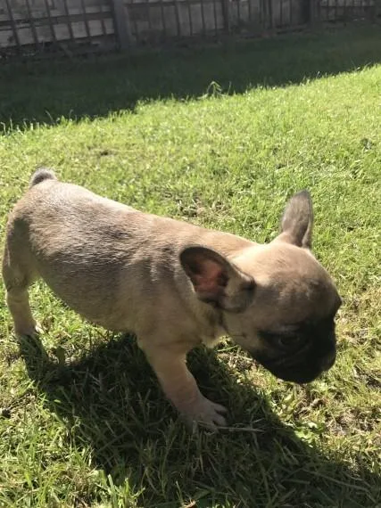 Rehoming French Bulldog Puppies