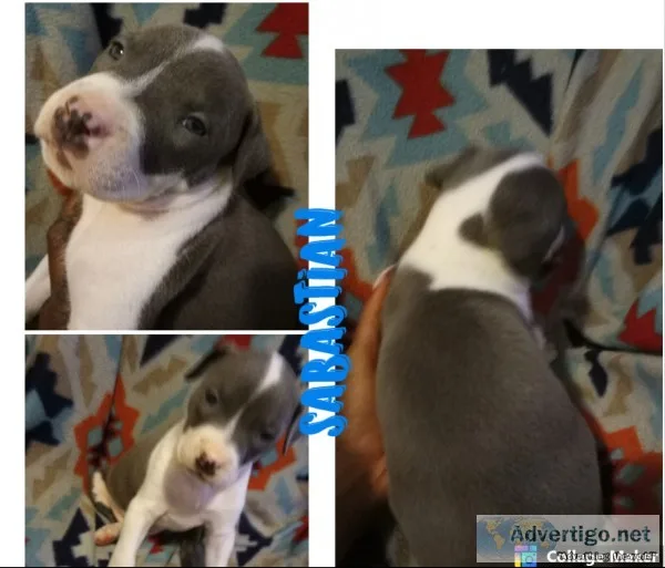 last boy and last girl selling fast blue bullies