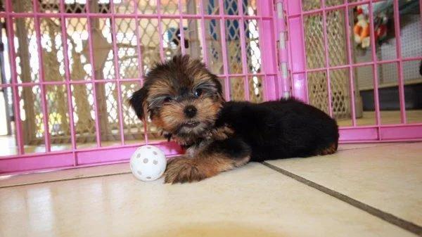 Yorkie Female- Tiny 8 12 Weeks (Dallas Texas)