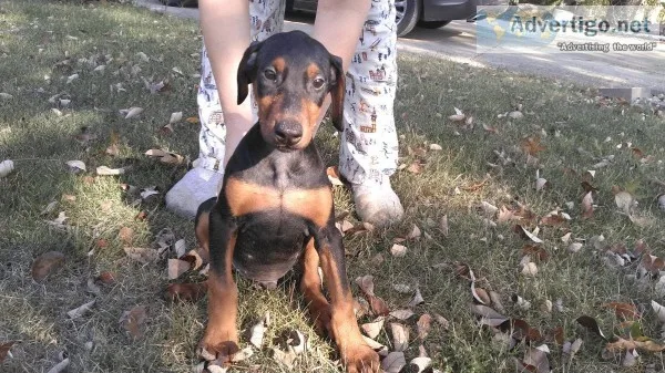 AKC registered full blooded Doberman Pinschers