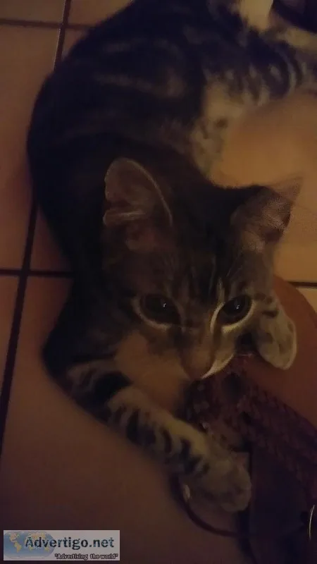 Looking for a good home for kitten