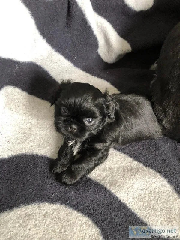 Kandy-FemaleShih tzu