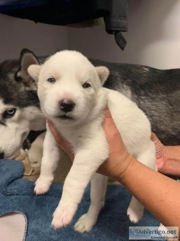 Husky Pups AKC Parentage