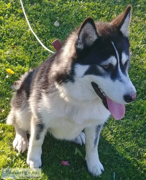 Husky dog