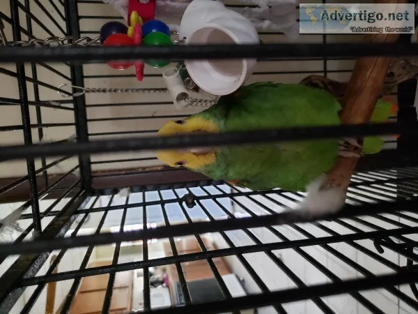 Free 2 year old Male double yellow headed Amazon.   Moving and c