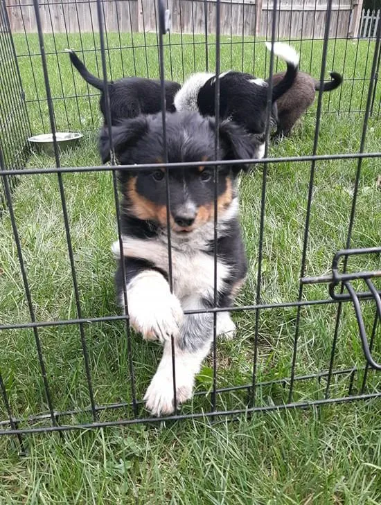 Australian shepherd heeler puppies