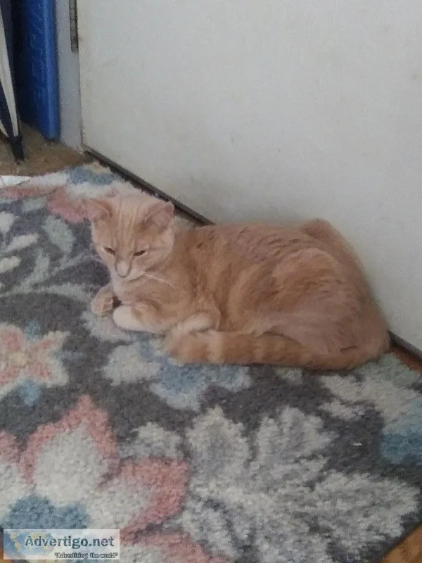 Butters 5-6 months. All shots nudered with rabies papers