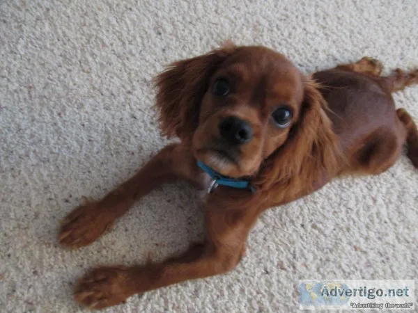 CAVALIER KING CHARLES PUPPY 5 MONTHS RUBY COLOR
