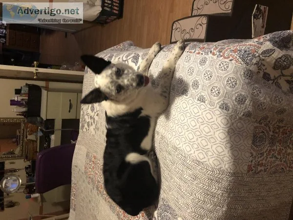 9 month old blue heeler
