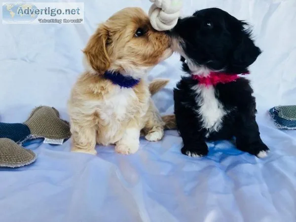 Cute Shihpoo Puppies