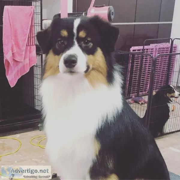Australian shepherd