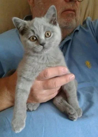 Beautiful Blue British shorthair Kittens.
