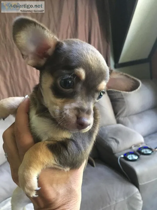 Full-blooded Chihuahua Puppies