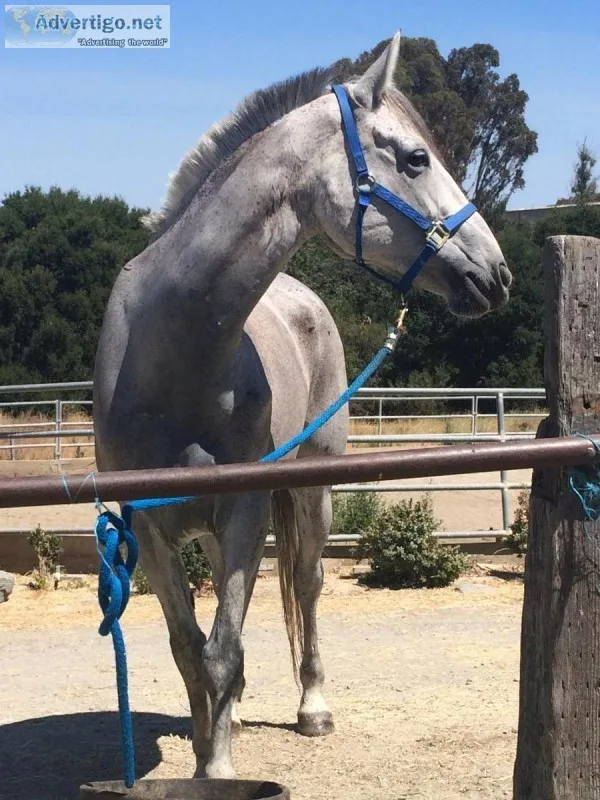 Warmblood for Lease