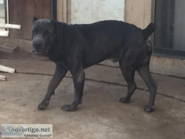 Cane corso mastiff